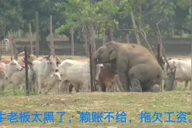 大象要工资都这么难，何况农民工视频封面