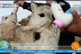 暖心救助受伤野生动物！青海可可西里有个藏羚羊“幼儿园”视频封面