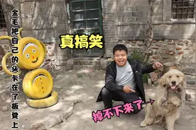 金毛不小心把自己的头卡在了板凳上，差点窒息了，可把小伙乐坏了视频封面