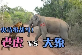 史诗级战斗超级罕见！王者之间的对决，老虎会被大象秒杀吗？视频封面
