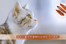 猫咪总喜欢把食物叼出来吃，为啥呢？