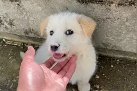 小狗认错妈妈，满脸失落的走开视频封面