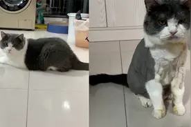 女子离家1个月，发现猫咪大变样完全认不出，网友纷纷劝其分手视频封面