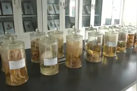 八年创新研究 自主选育！全国首个抗根肿病高山萝卜新品种获成功视频封面