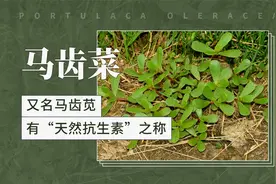 马齿菜-——又名马齿苋，有“天然抗生素”之称视频封面