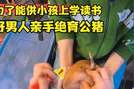 为了送小孩读书，好男人还是决定把公猪给绝育了，这技术十分精湛视频封面