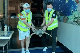 湖北一饭店买3只海龟养8年，竟是濒危物种，被解救时已有健康问题视频封面