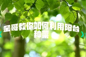 超级简单又方便的几类水培蔬菜，详细操作步骤全部演示给你！视频封面