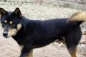 中国柴犬“四眼铁包金”，农村用来看宅的土狗，养起来省心