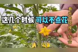 种植番茄不点花照样坐果，点花的目的其实是这个，很多人都不知道视频封面
