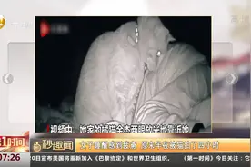 女子睡醒感到疲惫，原来半夜被猫拍了四小时视频封面