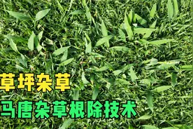 草坪马唐杂草防除不用愁，琳海马唐净解您忧！视频封面