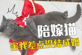 结婚前夜，我的猫给我随礼-3799元