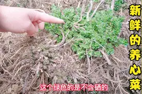 救心菜，对心脏好，降三 高，适合中老年人，刚挖的苗，太壮了视频封面