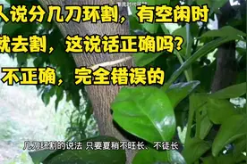 砂糖橘环割能起到保果作用，有空闲就去割这做法正确吗视频封面