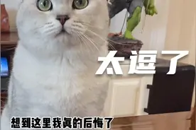 铲屎官带猫咪去绝育，最后猫咪的表情破防了视频封面