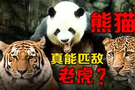 熊猫战斗力真相：咬力巨大是真的，三大短板注定了它难敌顶级猛兽视频封面