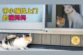 常和两只家猫约会的流浪猫，带着三只小猫找上门，究竟谁是猫爸爸视频封面