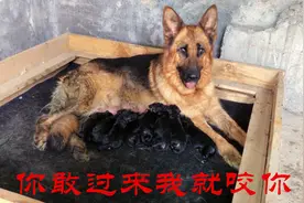 龙腾犬舍又“添丁”，功勋母一胎生9条，难道是犬生九子必有一獒视频封面