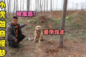 小虎连续四天做同一个梦，感觉很是奇怪，难道这梦是有啥寓意吗？