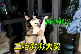 二哈突然在家鬼哭狼嚎哇哇大哭，得知原因后，差点没把我笑死，糗视频封面