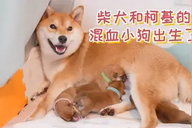 柴犬和柯基的混血小狗出生了，每一只小狗的出生都让我提心吊胆