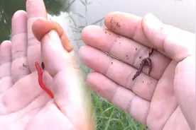 用假饵玩传统钓能行吗？真假蚯蚓效果对比，你觉得哪种更靠谱？视频封面