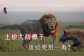土狼大战狮子，谁能更胜一筹？视频封面