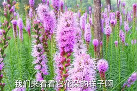 什么花又耐寒又耐热？它就是蛇鞭菊，开花真美，园艺师教你怎么养视频封面