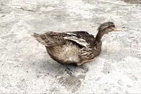 喝了酒的鸭子太可爱了，但是做出来的味道更不赖，一只都不够吃