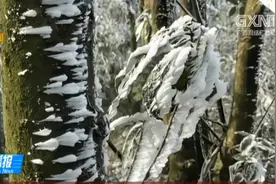藤县：高山地带银装素裹 煞是好看视频封面