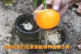 白糖加洋葱当生根液，帮助橘子生根发芽，操作非常简单