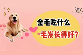 这些食物，能让金毛的毛发长得好，主人可以给它准备一下