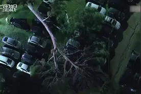 航拍！ 洛杉矶一停车场内大树倒下 30辆汽车被砸！视频封面