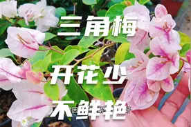 家中养的三角梅开花不鲜艳花量少，光照影响最重要视频封面