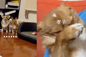 男子阳了之后，家里4只狗子生怕被传染，一通咳嗽吓得狗子狂捂鼻视频封面