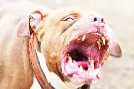科普狂犬病的狗有什么特征以及得狂犬病的狗狗可以活多长时间视频封面