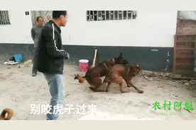 狗爸和儿子第一次见面是这样的结果没想到 太吓人了这哪像父子呀视频封面