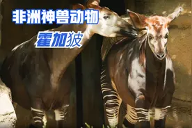 霍加狓是什么动物，世界上最神秘的大型哺乳动物之一视频封面