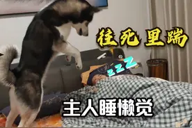 小伙赖床睡懒觉，二哈跳到床上一通狂轰乱炸，直接把小伙折磨哭了视频封面
