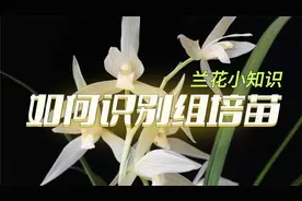 什么是兰花组培苗？组培兰花有哪些特征，与原生种有什么区别？视频封面