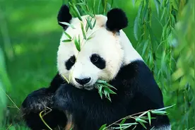 大熊猫“降级”，四脚吸金兽，不再是国宝吗