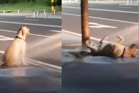 爱洗澡的狗狗追着洒水车跑，开心地淋水打滚萌化众人，画面太治愈视频封面
