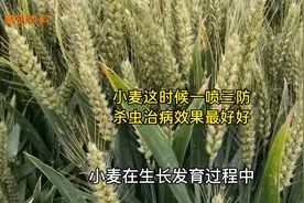 小麦一喷三防究竟在什么时间效果好，抓住关键时刻，才能获得高产视频封面