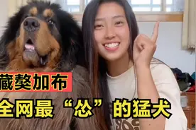 这是我见过的“最怂”的藏獒，被主人一把撂倒，猛犬血统颜面扫地视频封面