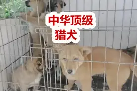 中华顶级土猎犬，虎斑猎犬价格令人感慨视频封面