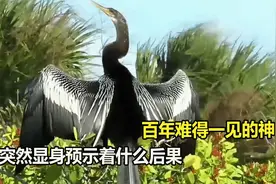 云南惊现黑腹蛇鹈，百年难见的神仙鸟，突然显身预示着什么后果？视频封面