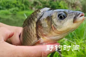 野钓时间要选对，才能事半功倍，2.7米鱼竿杆杆上鱼拉到手软视频封面