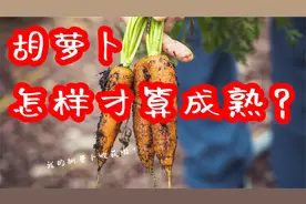 如何判断胡萝卜成熟了视频封面