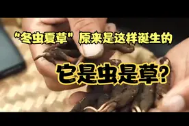 “冬虫夏草”原来是这样诞生的！它是虫是草？4分钟了解一下！视频封面